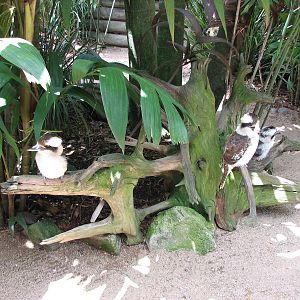 Australia Zoo 2007 - Kookaburra exhibit