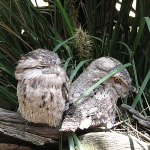 Australia Zoo 2007 - Tawny Frogmouth