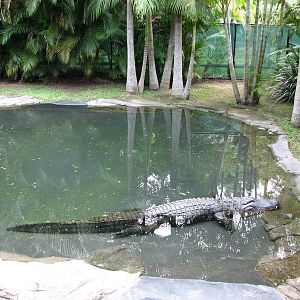 Australia Zoo 2007 - American Alligator