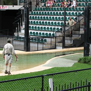 Australia Zoo 2007 - Crocoseum
