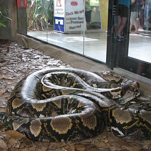 Australia Zoo 2007 - Huge Reticulated Python