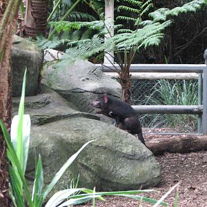Australia Zoo 2007 - Tasmanian Devil