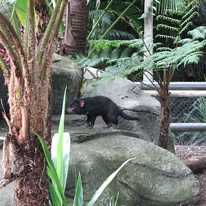 Australia Zoo 2007 - Tasmanian Devil
