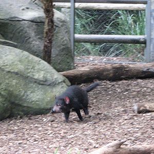 Australia Zoo 2007 - Tasmanian Devil