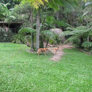 Australia Zoo 2007 - Dingo exhibit