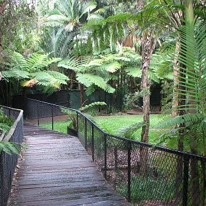 Australia Zoo 2007 - Boardwalk past the Dingo exhibit