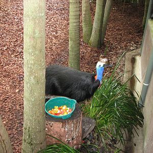 Australia Zoo 2007 - Cassowary