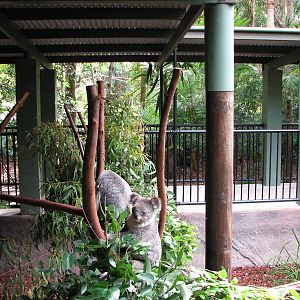 Australia Zoo 2007 - Koala exhibit