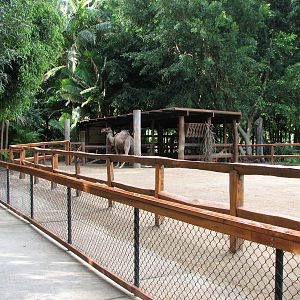 Australia Zoo 2007 - Arabian Camel enclosure