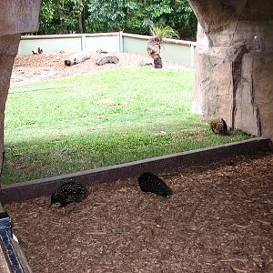 Australia Zoo 2007 - Short-becked Echinda exhibit