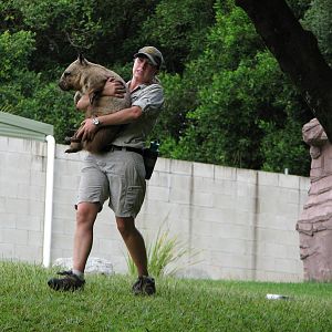 Australia Zoo 2007 - Keeper with a Wombat