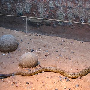 Australia Zoo 2007 - Inland Taipan