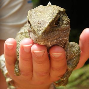 Tuatara
