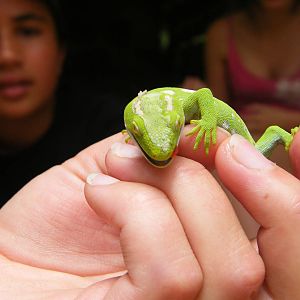Northland Green Gecko