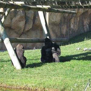 Gorilla Male and Female