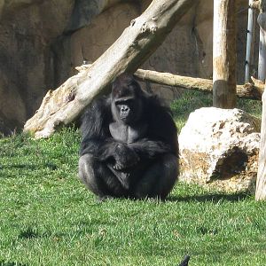 Gorilla male (Nasibu)