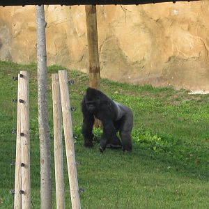 Gorilla male (Nasibu)