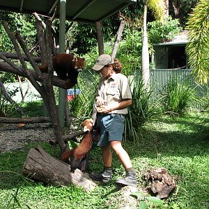 Cairns Tropical Zoo 2007 -Red Panda feeding session