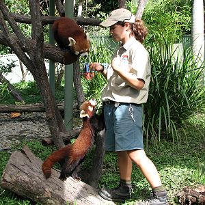 Cairns Tropical Zoo 2007 - Red Panda feeding session