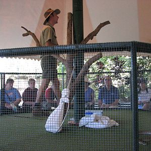 Cairns Tropical Zoo 2007 - Snake show