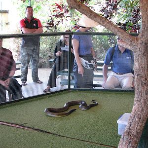 Cairns Tropical Zoo 2007 - Snake show