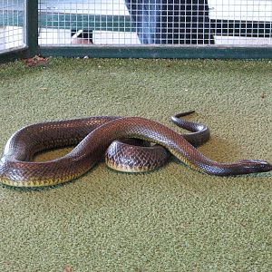 Cairns Tropical Zoo 2007 - Coastal Taipan?