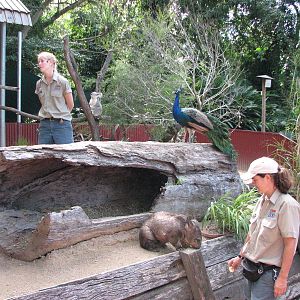 Cairns Tropical Zoo 2007 - Keeper presentation in mixed exhibit