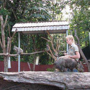 Cairns Tropical Zoo 2007 - Keeper presentation in mixed exhibit