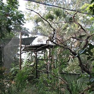 Cairns Tropical Zoo 2007 - Kookaburra aviary