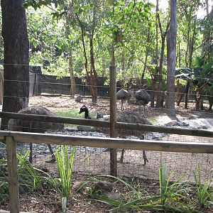 Cairns Tropical Zoo 2007 - Emu enclosure