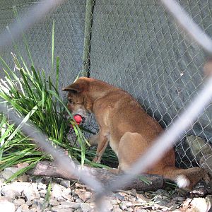 Cairns Tropical Zoo 2007 - Dingo