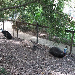 Cairns Tropical Zoo 2007 - Cassowary enclosure