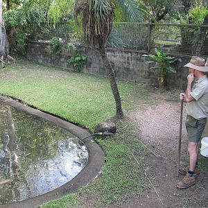 Cairns Tropical Zoo 2007 - Saltwater Crocodile feeding session