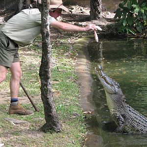 Cairns Tropical Zoo 2007 -Saltwater Crocodile feeding session