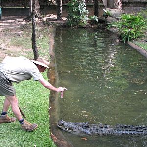 Cairns Tropical Zoo 2007 - Saltwater Crocodile feeding session