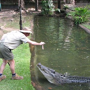 Cairns Tropical Zoo 2007 - Saltwater Crocodile feeding session