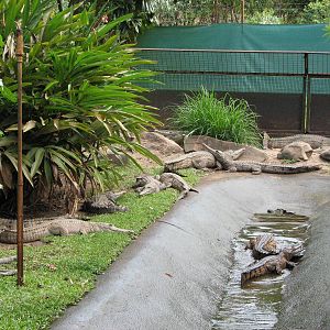 Cairns Tropical Zoo 2007 - Freshwater Crocodile pool
