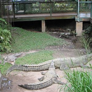 Cairns Tropical Zoo 2007