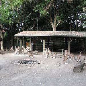 Cairns Tropical Zoo 2007 - Kangaroo enclosure