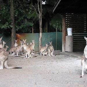 Cairns Tropical Zoo 2007 - Western Gray Kangaroos