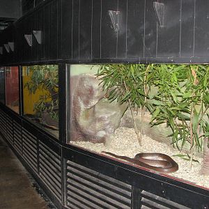 Cairns Tropical Zoo 2007 - Reptile House