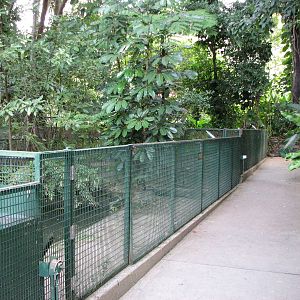 Cairns Tropical Zoo 2007 - American Alligator exhibit