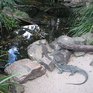 Cairns Tropical Zoo 2007 - Monitors