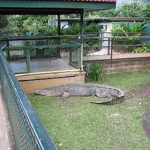 Cairns Tropical Zoo 2007 - Suspected man-eater