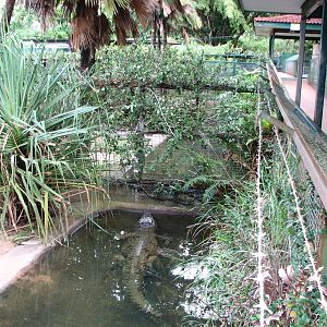 Cairns Tropical Zoo 2007 - Another man-eater