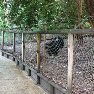 Cairns Tropical Zoo 2007 - Front of Cassowary enclosure
