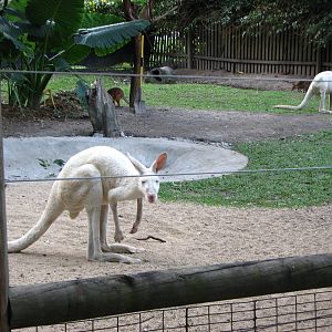 Cairns Tropical Zoo 2007 - White Kangaroos