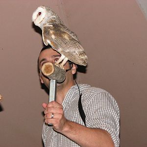 Cairns Night Zoo 2007 - Keeper shows a Barn Owl