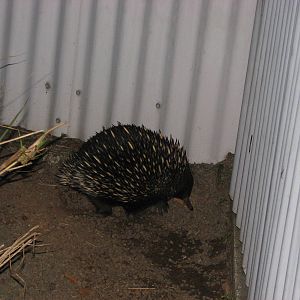 Cairns Night Zoo 2007 - Echidna