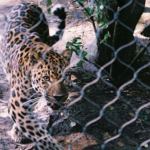 Amur Leopard